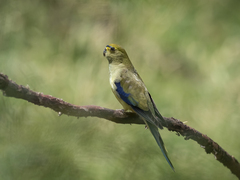 Neophema chrysostoma