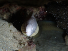 Gymnothorax thyrsoideus
