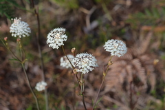 Trachymene composita