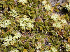 Anisotome imbricata