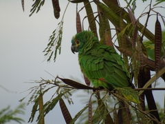 Amazona aestiva