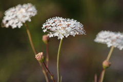 Trachymene composita