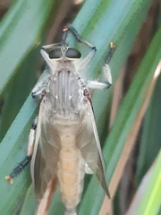 Neoaratus hercules