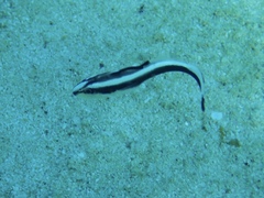 Haemulidae