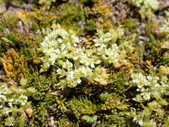 Anisotome imbricata
