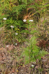 Trachymene composita