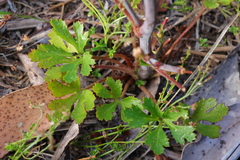 Trachymene composita