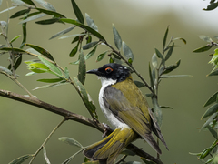 Melithreptus lunatus