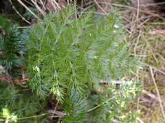 Anisotome haastii