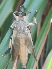 Neoaratus hercules