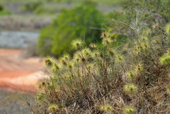Spinifex longifolius