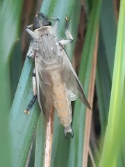 Neoaratus hercules
