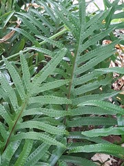 Microsorum pustulatum