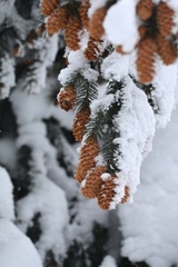 Picea glauca × engelmannii