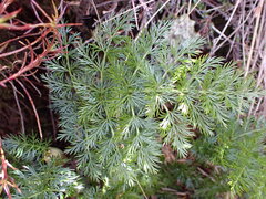 Anisotome haastii
