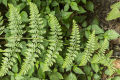 Dennstaedtia scandens