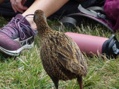 Gallirallus australis