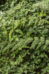 Dennstaedtia scandens