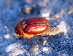 Holochelus