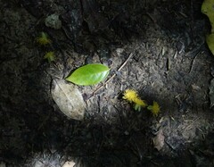 Passiflora tetrandra