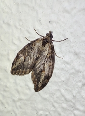 Chesias isabella