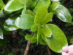 Griselinia lucida