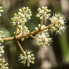 Fatsia polycarpa