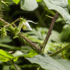 Solanum capsicoides