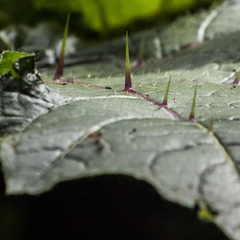 Solanum capsicoides
