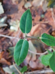 Lonicera acuminata