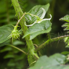 Solanum capsicoides