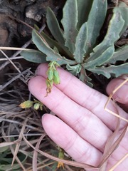 Crepidiastrum lanceolatum