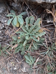 Crepidiastrum lanceolatum