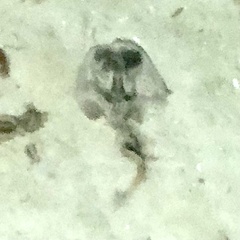 Trygonorrhina dumerilii