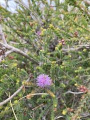 Melaleuca gibbosa