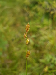 Carex canescens