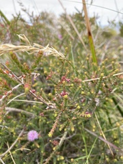 Melaleuca gibbosa