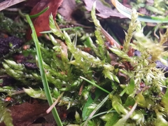 Brachythecium albicans