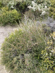 Melaleuca gibbosa