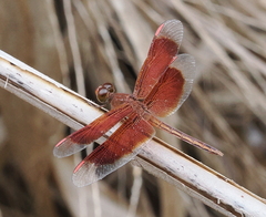 Neurothemis stigmatizans