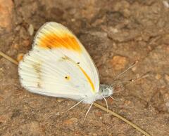 Colotis