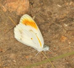 Colotis