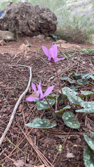 Cyclamen persicum