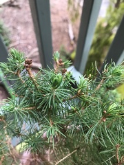 Stenanthera pinifolia