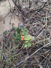 Wikstroemia retusa