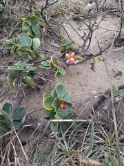 Wikstroemia retusa