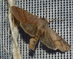 Agrochola humilis