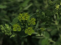 Bupleurum aureum