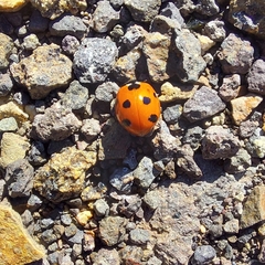 Coccinella algerica