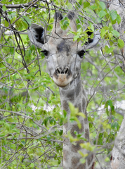 Giraffa camelopardalis
